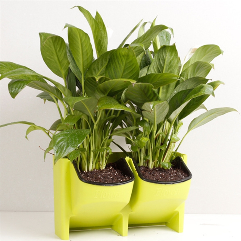 Plant Wall Vertical Indoor and Outdoor Balcony Wall