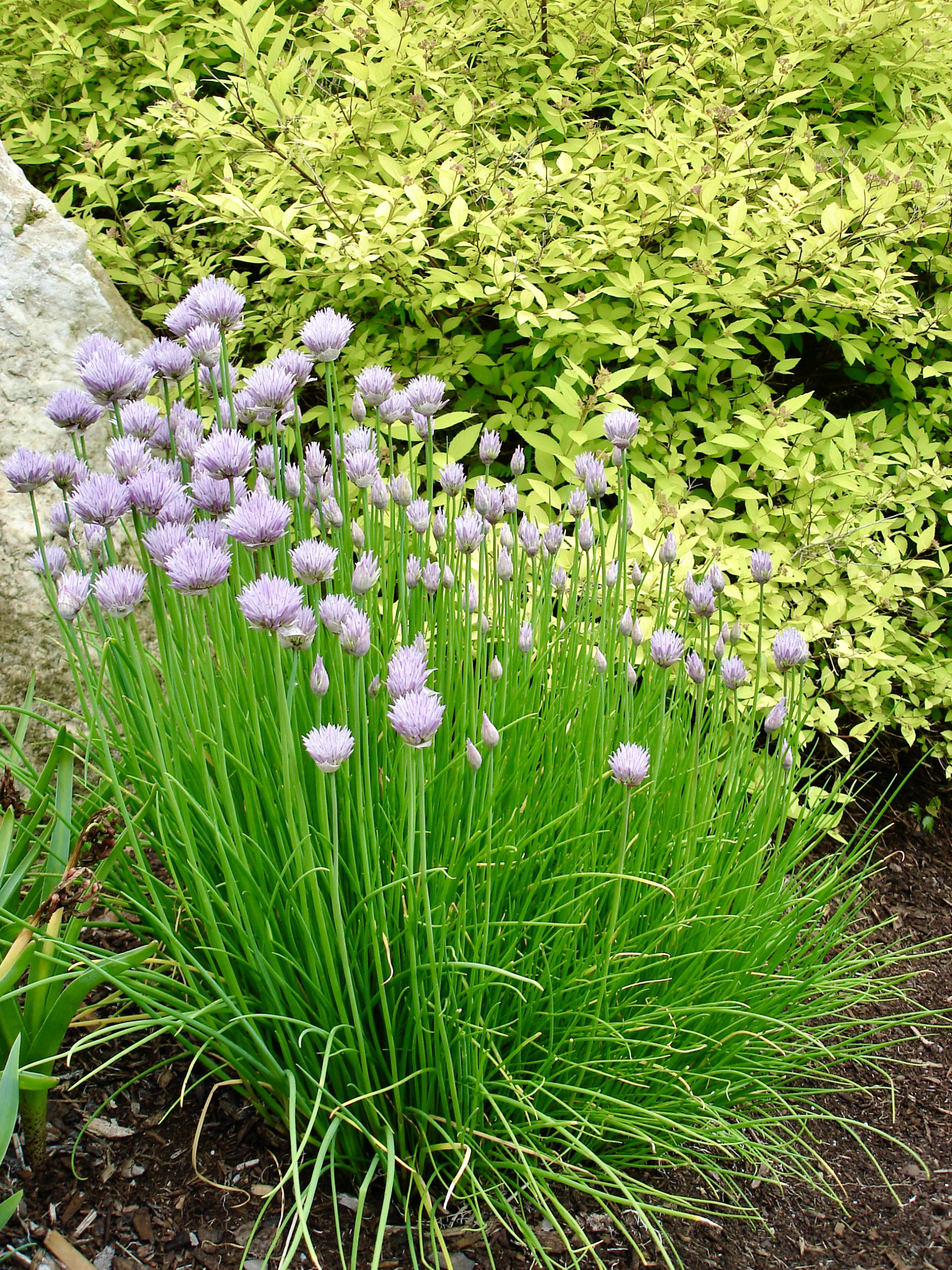 Alabama Gardener Alabama Farmers Federation