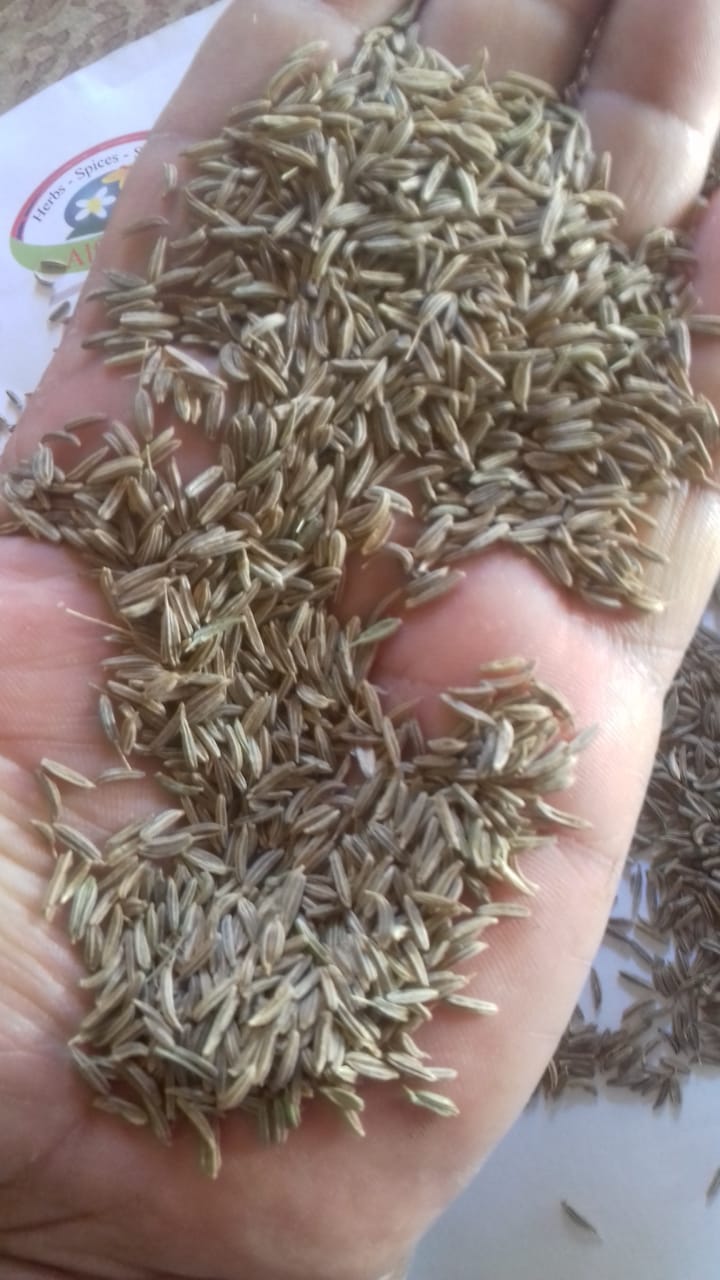 Caraway Egyptian herbs, and spices exporters,suppliers,wholesalers