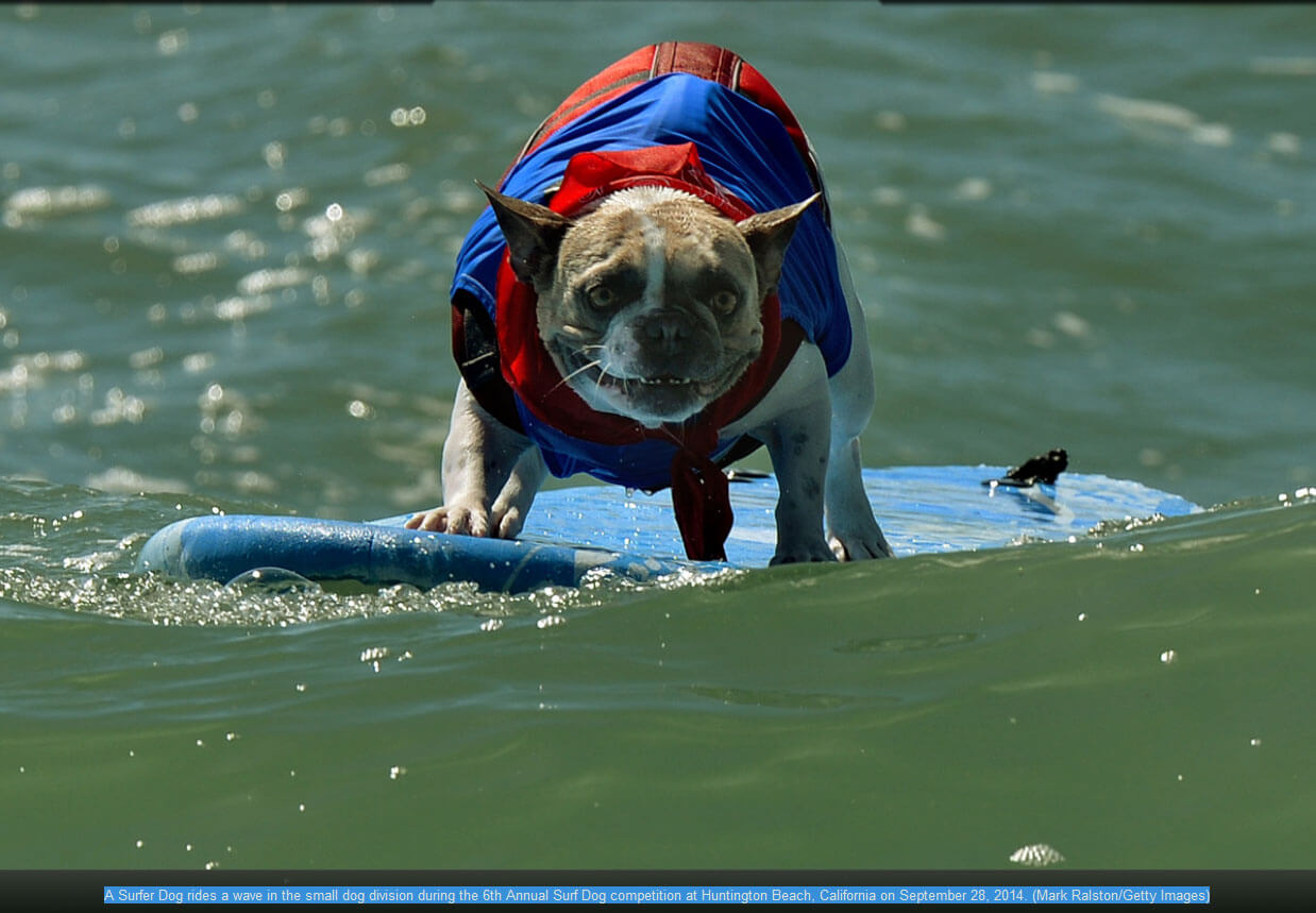 Surfing Dogs Tips (+extreme Photos) √ DOGICA®