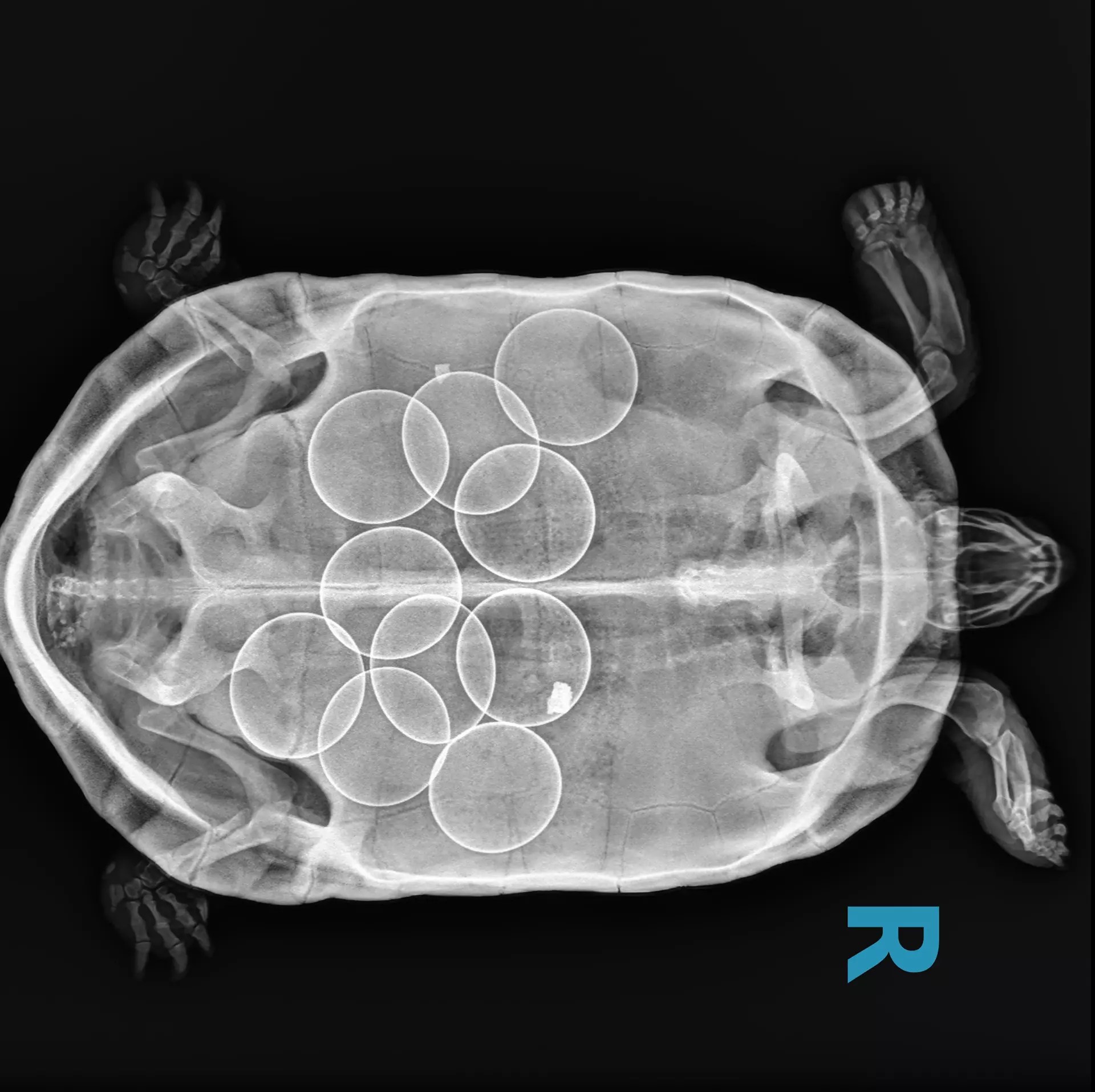 Highquality Veterinary Services in Hoover Alabama in Birmingham, AL Alford Avenue Veterinary