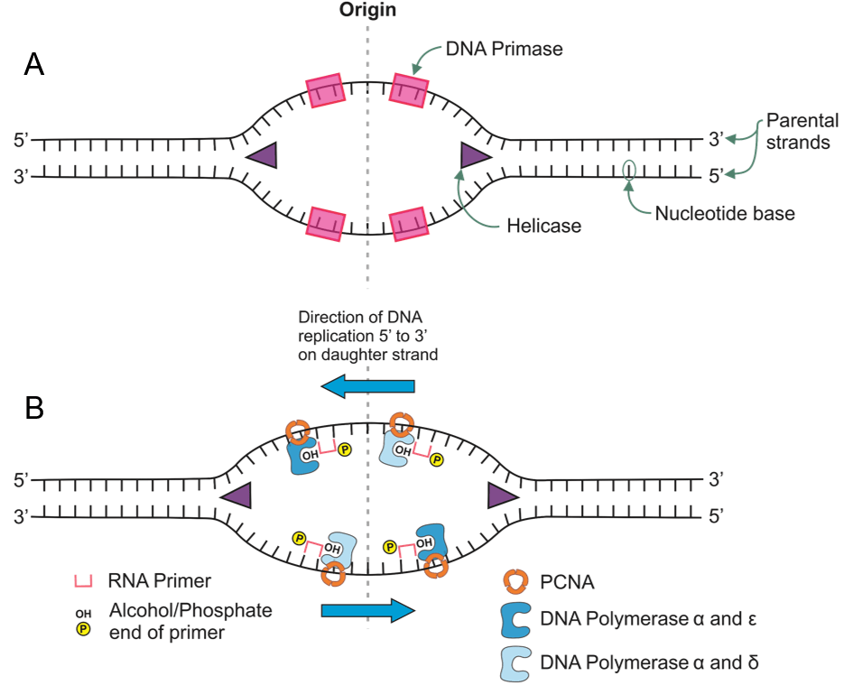 “Chapter 14 DNA Replication” in “Fundamentals of Cell Biology” on OpenALG