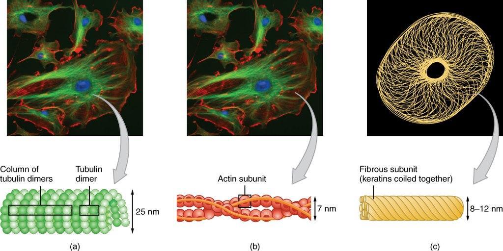 “Chapter 1 Cytoskeleton” in “Fundamentals of Cell Biology” on OpenALG