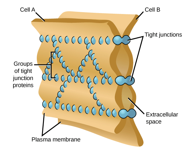 “Chapter 6 Cell and Organelle Membrane Structure” in “Fundamentals of