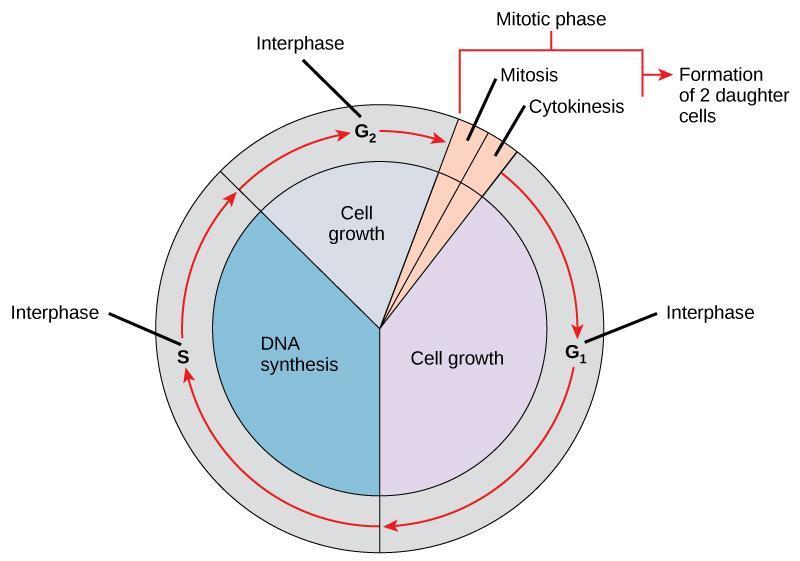 “Chapter 13 - The Cell Cycle and Its Regulation” in “Fundamentals of