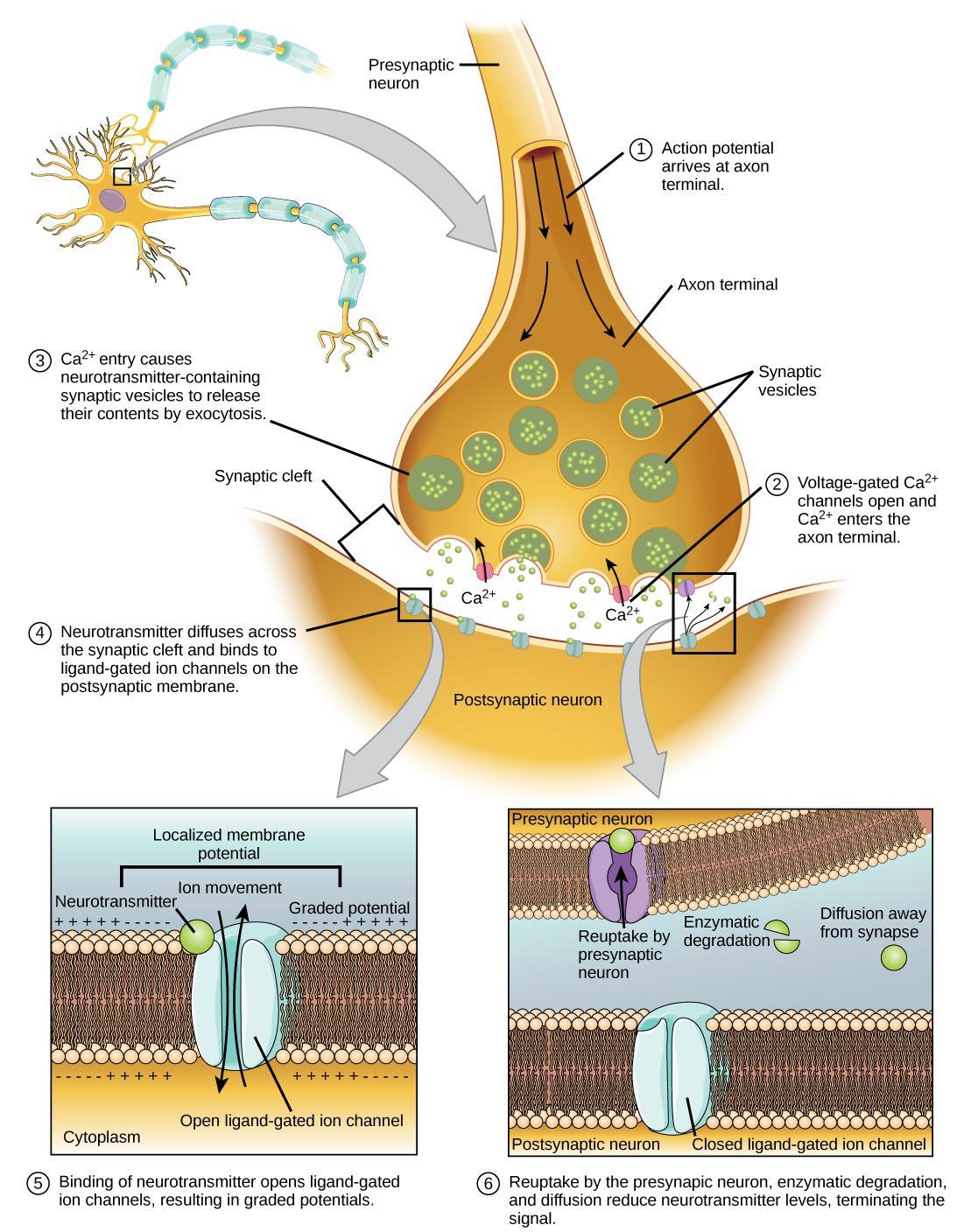 Describe How Neurons Use Electrochemical Signals for Neurotransmission YusufkruwMurillo
