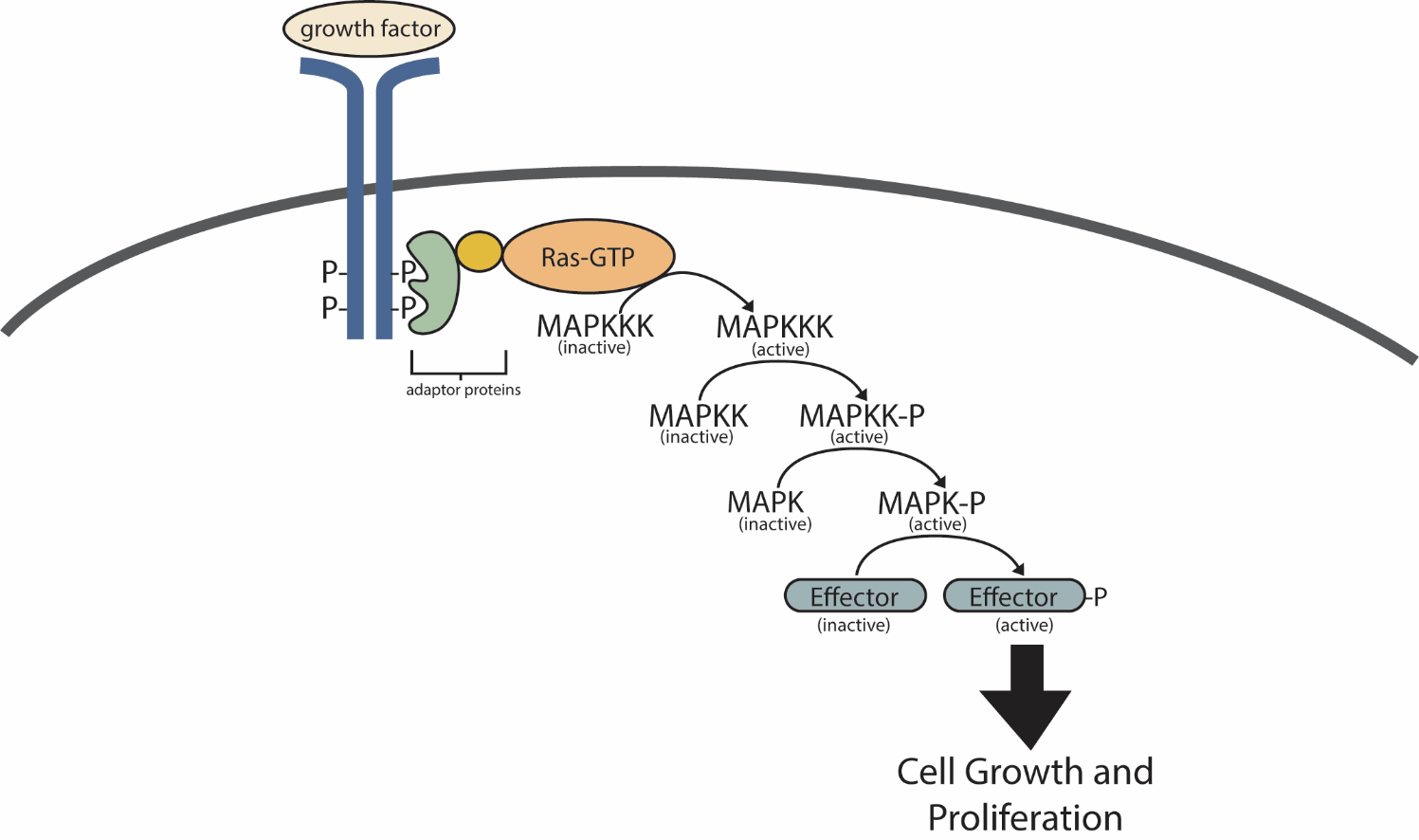 “Chapter 12 GPCRs and RTKs” in “Fundamentals of Cell Biology” on OpenALG