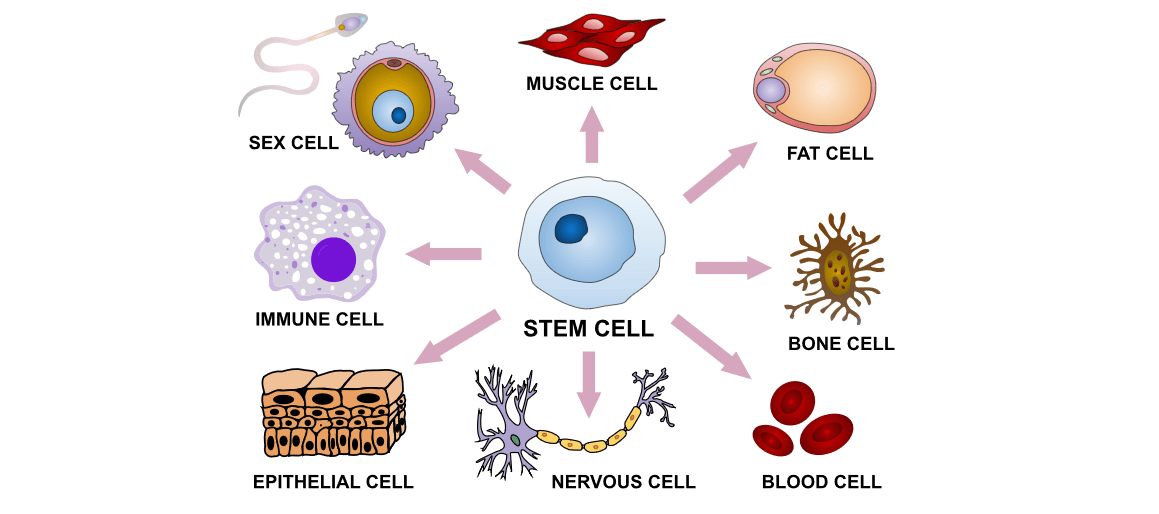 “Chapter 16 Stem Cells” in “Fundamentals of Cell Biology” on OpenALG