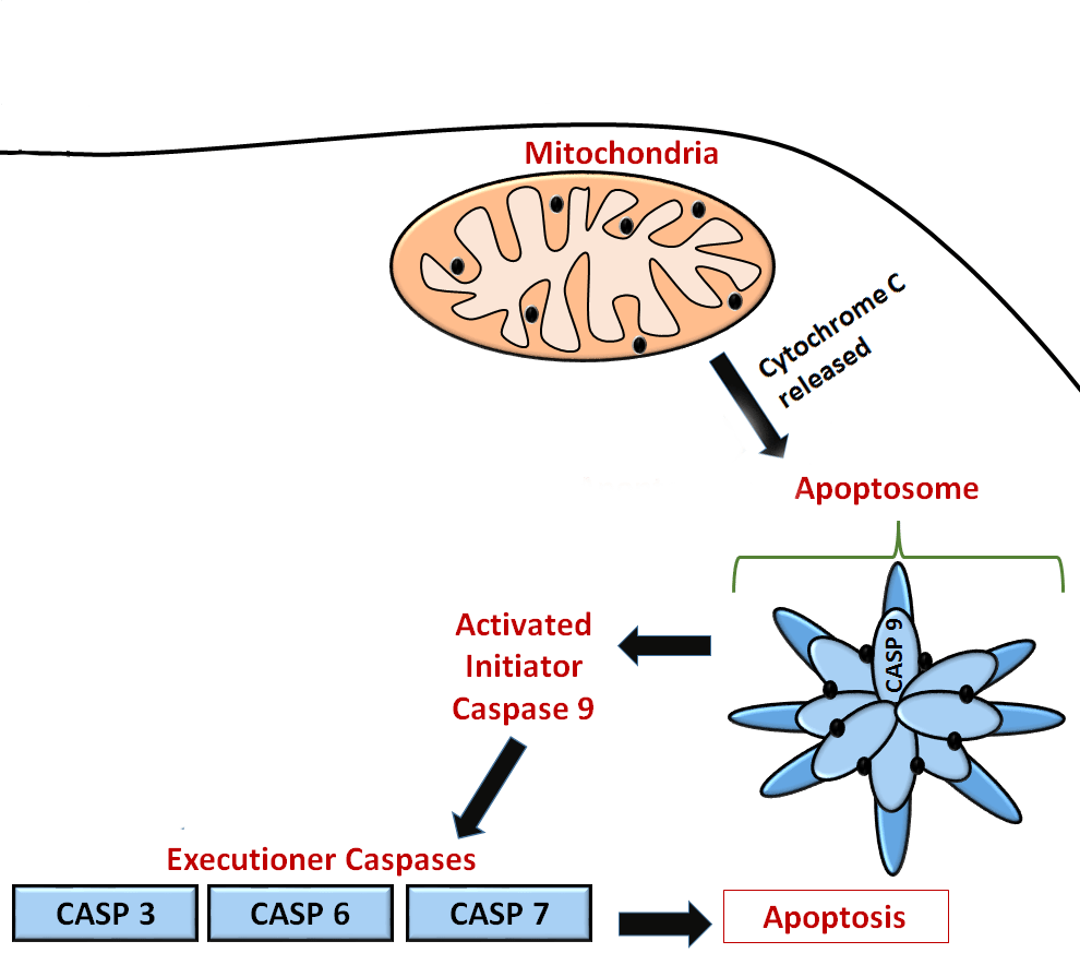 “Chapter 15 Cell Death and Cancer” in “Fundamentals of Cell Biology