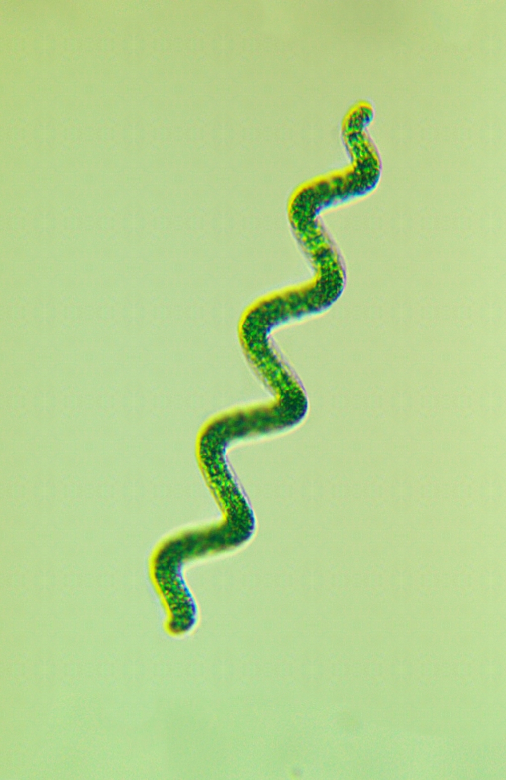 Grow Spirulina Platensis Culture Starter TBSHX1 Living Algae AlgaeLab