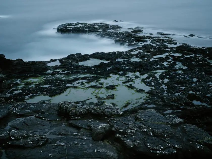 Can Fish Food Cause Algae Growth? Understanding the Link Between