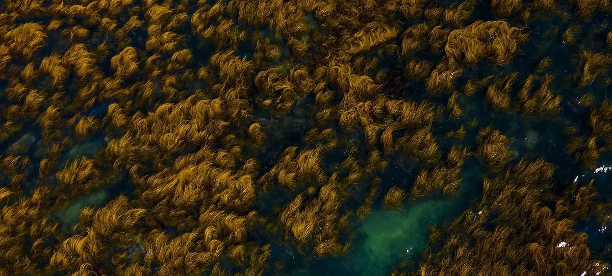 Does Heat Kill Algae? Debunking Myths and Exploring Solutions for Algae