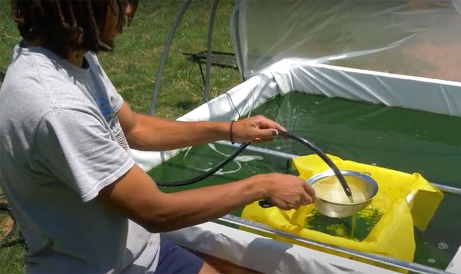 Growing Spirulina Outdoors at Home