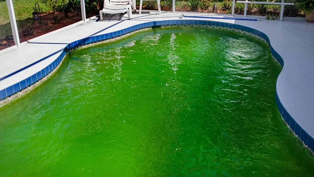 Pool Algae Stain Remover Say Goodbye to Unsightly Algae Stains in Your