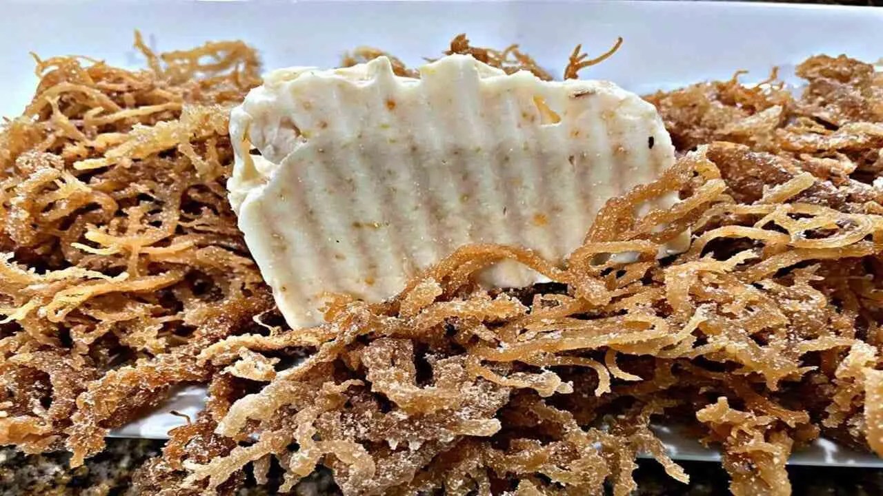 How to Make Sea Moss Soap [Nourish Your Skin Naturally] Algae 