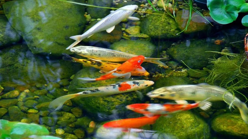 ALGAE EATING FISH FOR PONDS