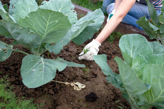 HOME VEGETABLE GARDEN GUIDE Weeding yoru Home Garden