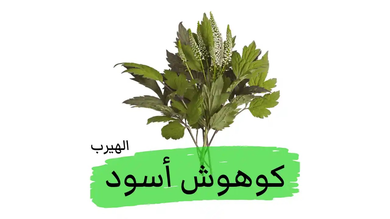 فوائد وأضرار عشبة الكوهوش الأسود (أقتى عنقودية) للصحة وعلاج الأمراض النسائية