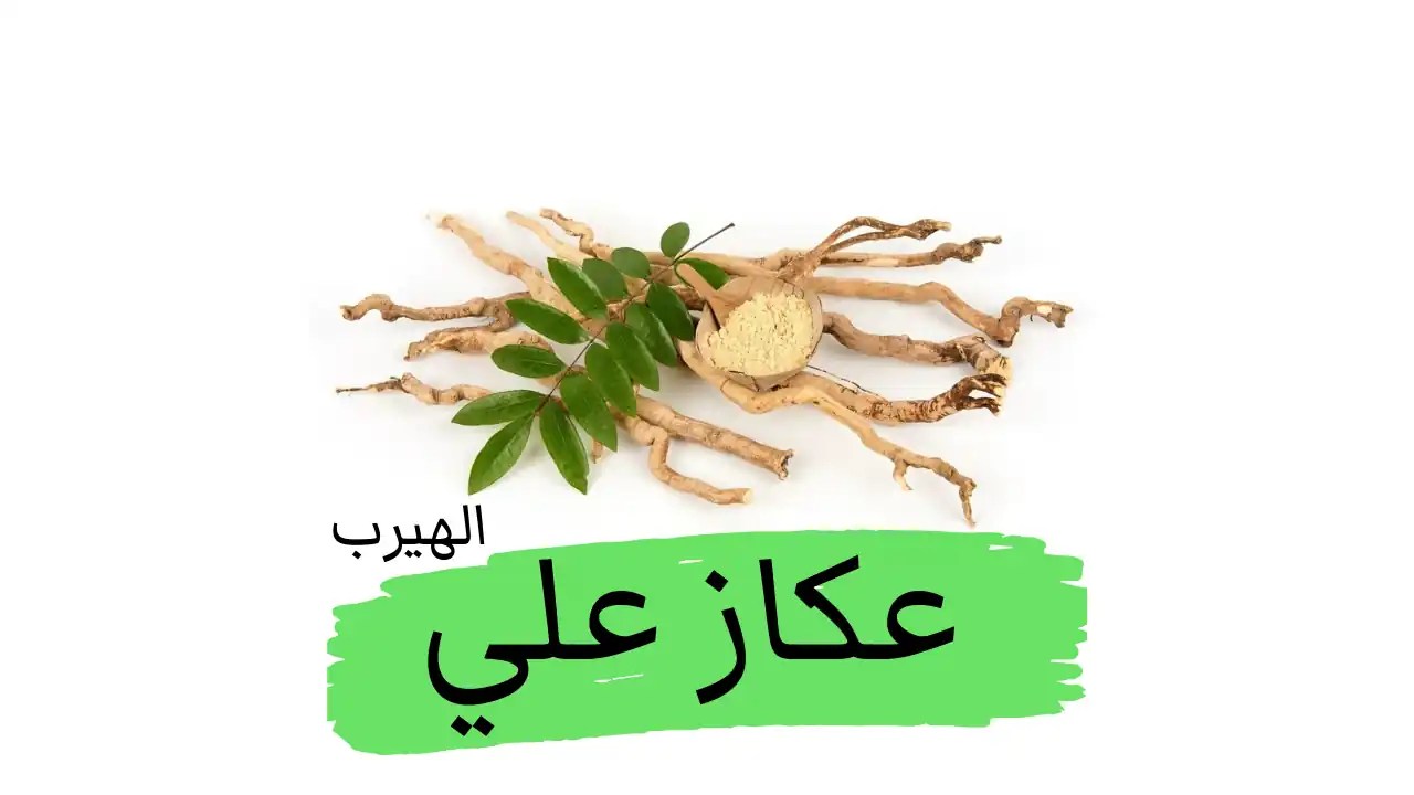 فوائد وأضرار عشبة عكازة علي (تونكات علي Tongkat Ali) لزيادة هرمون