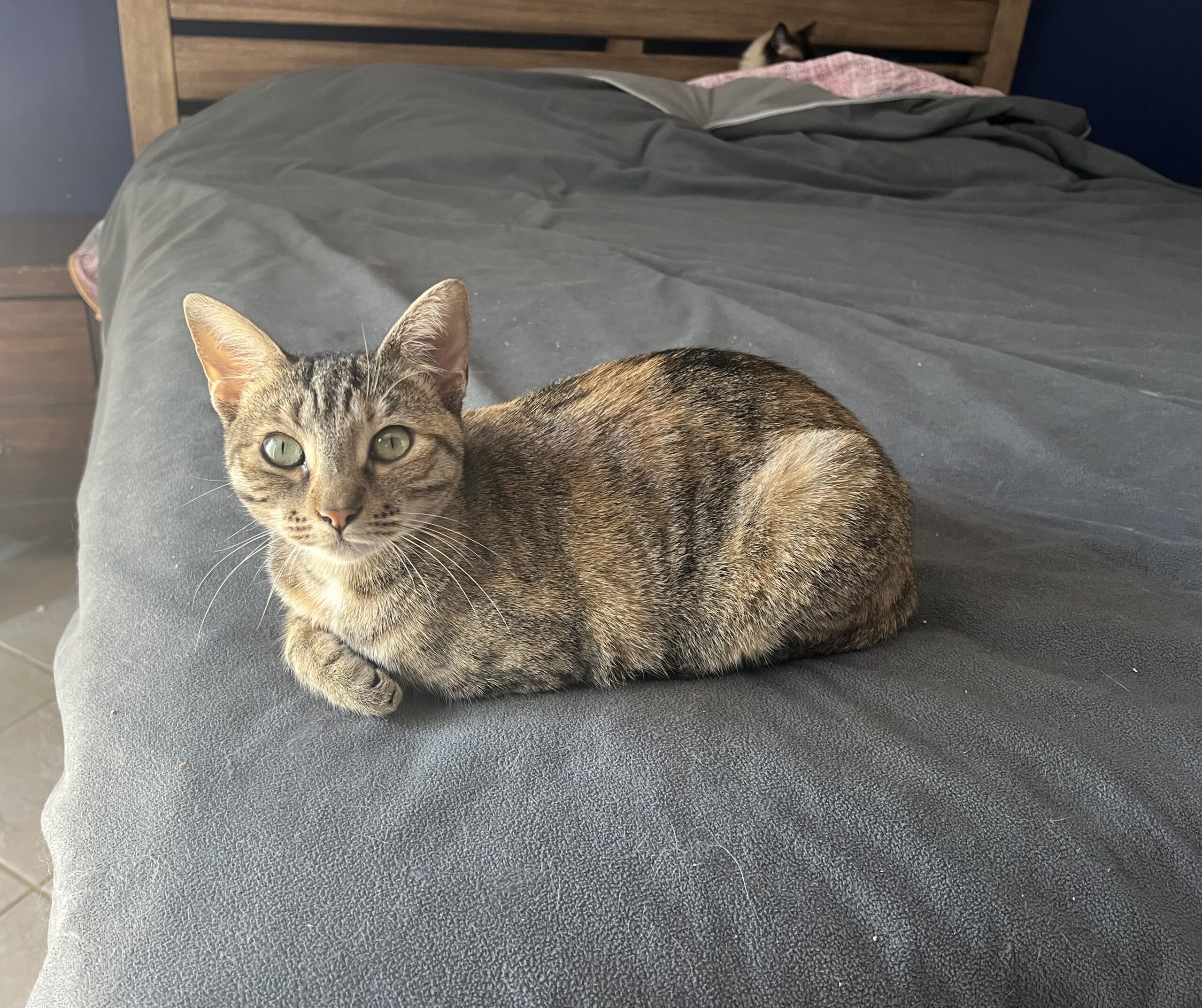 Sunshine - Ali Cat Rescue