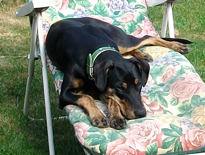 Alice's Home Boarding for Dogs Home