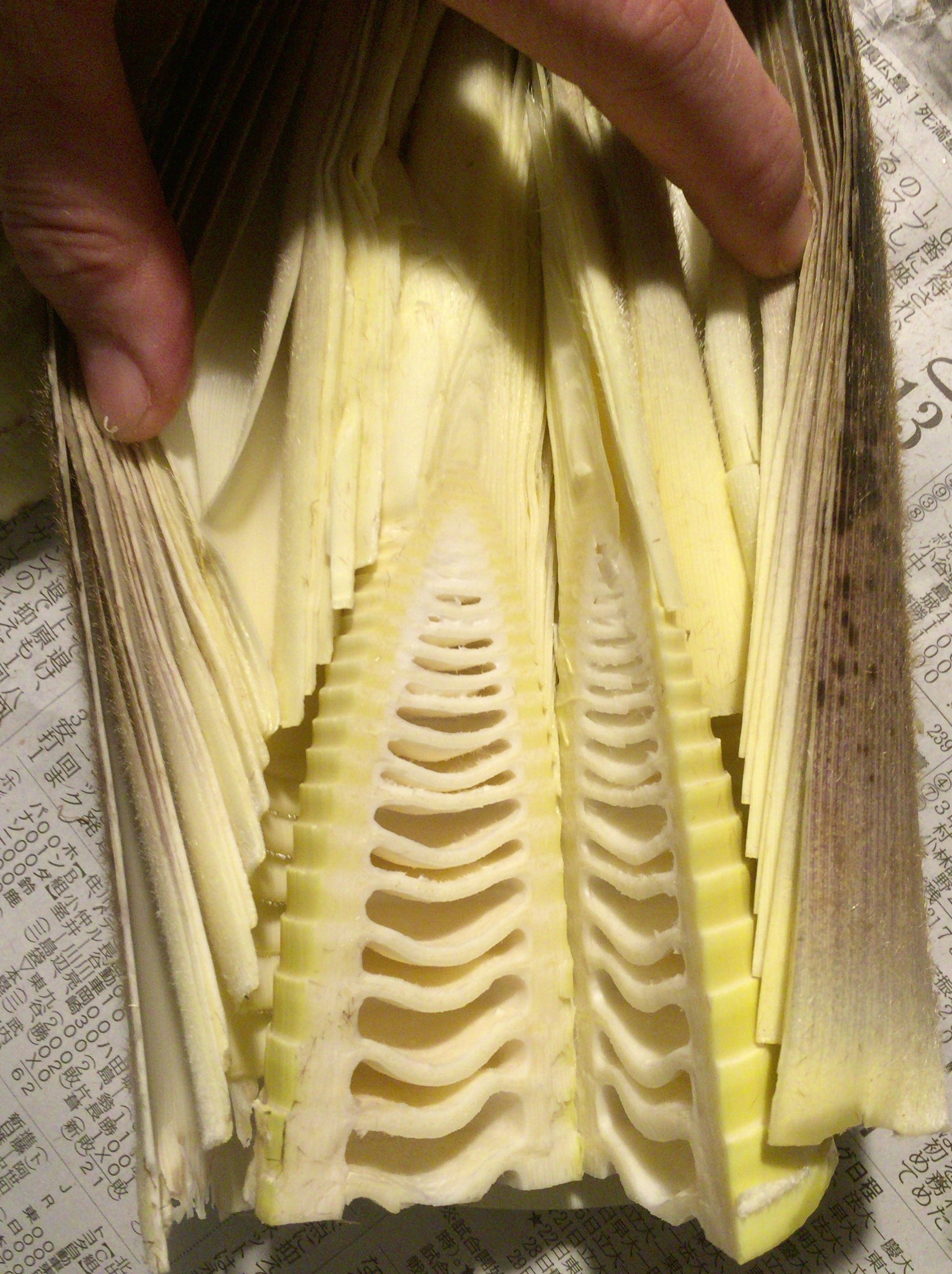 たけのこの皮はどこまでむけばいいの？ [毎日の野菜・フルーツレシピ] All About 旬の筍をおいしく食べよう☆皮の剥き方〜水煮〜保存方法 | つれづれリメイク日和
