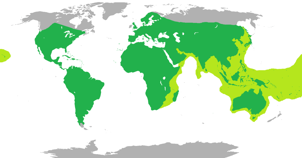 Want to know why Ireland has no snakes? Is it possible in the future
