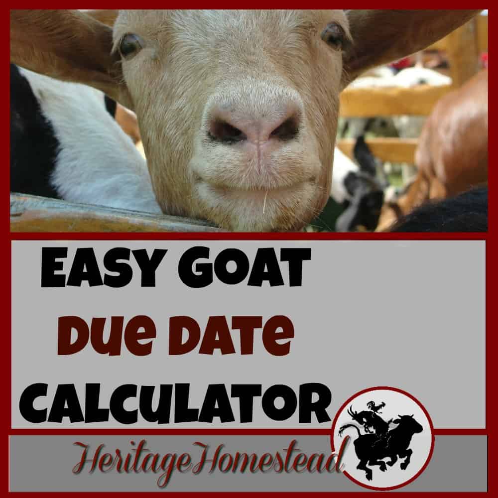 19+ goat breeding calculator CearaSavanna