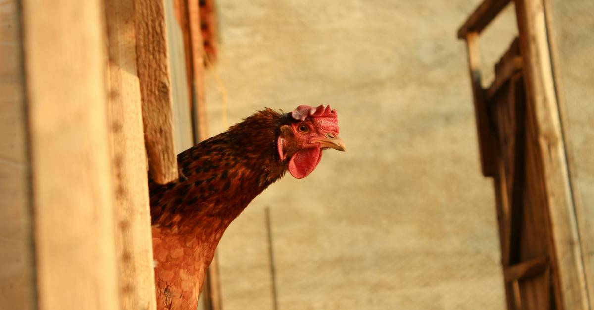 How to Sell Laying Hens and Make a Profit Care Guide)