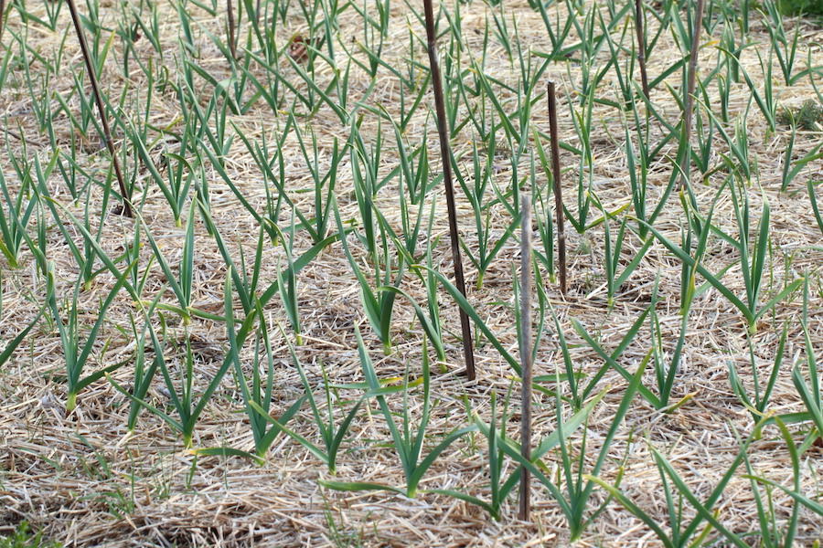 Planting Garlic in the Fall A Life Well Planted