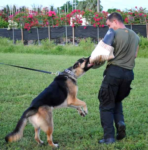 Galleries • Align K9 • FL