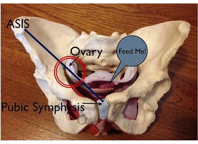 Finding Your Uterus and Ovaries Alignment Monkey Finding Your Uterus and Ovaries Alignment Monkey
