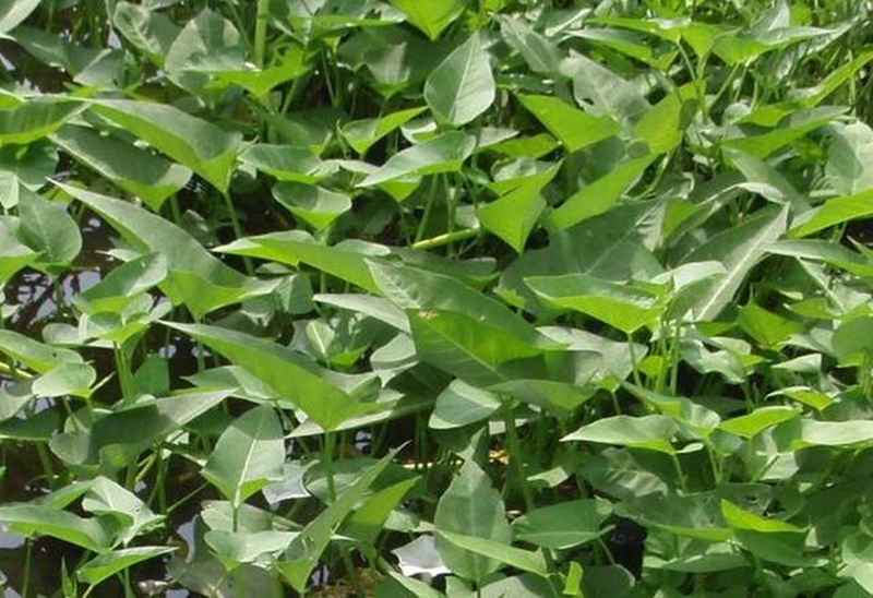 Jenisjenis Kangkung dan Cara Menanamnya "Cepat Panen"