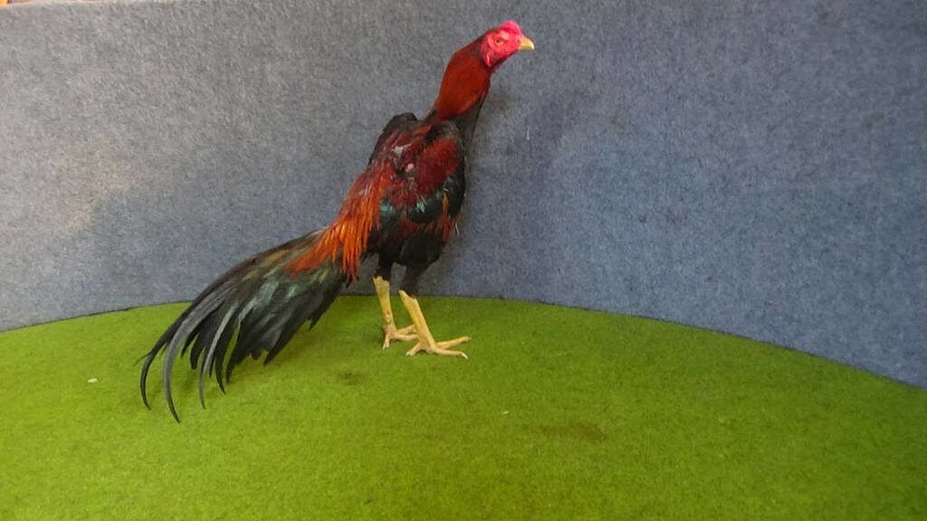 Pakan Ayam Bangkok Siap Adu