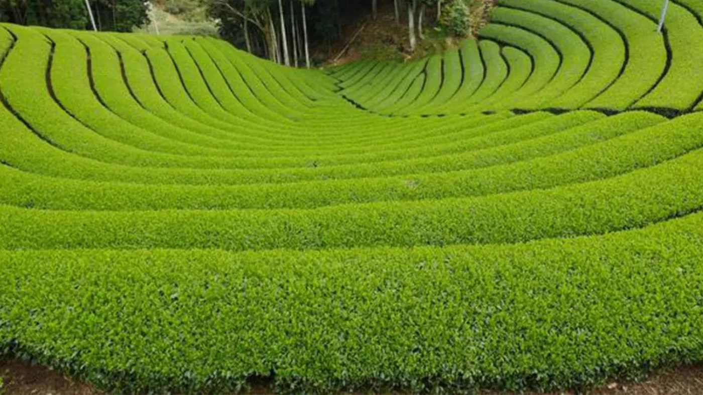 9 Reasons Why Everyone’s Obsessed with Matcha Right Now Alike Media