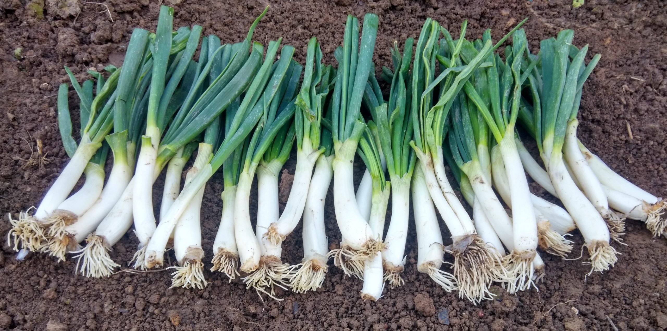 Alimentacion del Presente CEBOLLA BLANCA BABOSA DE HUESCA