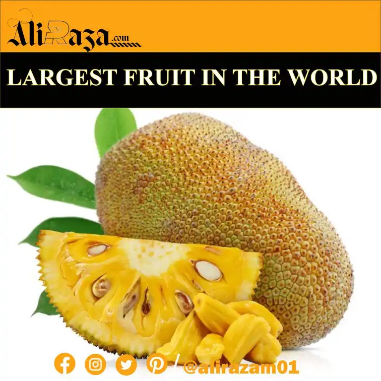 Top 9 Largest Fruit In The World