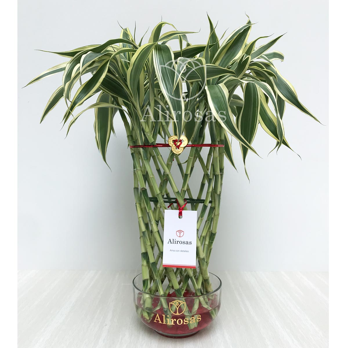 Lucky bamboo o Bambú de la suerte regalos delivery
