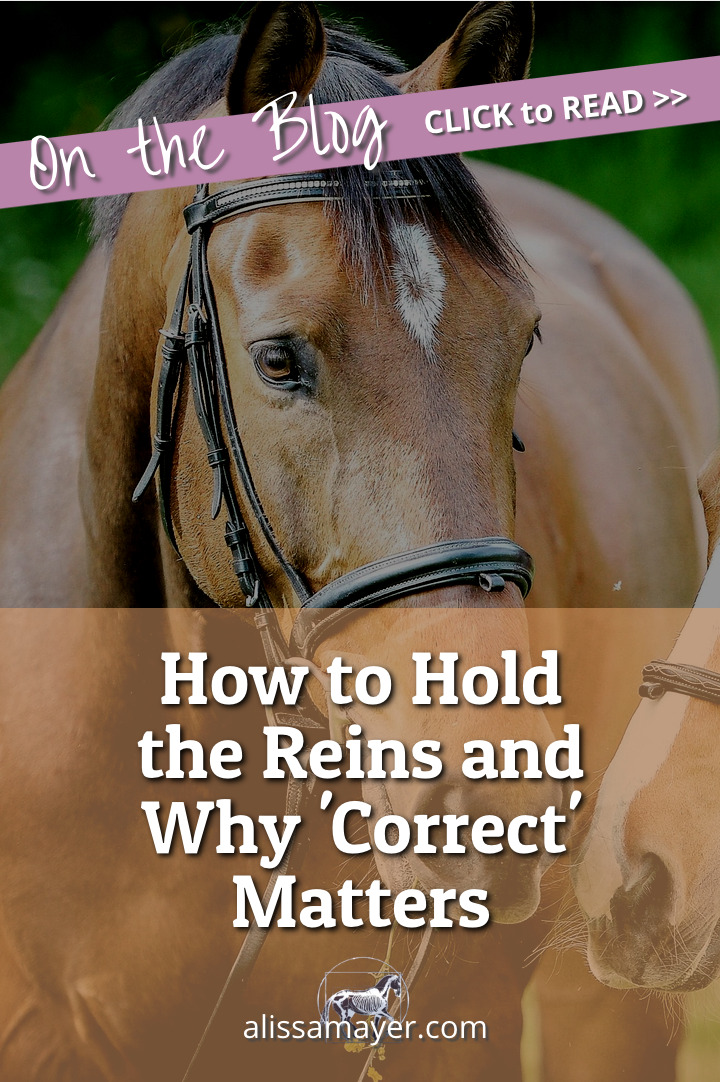 How to Hold the Reins When Riding a Horse Alissa Mayer