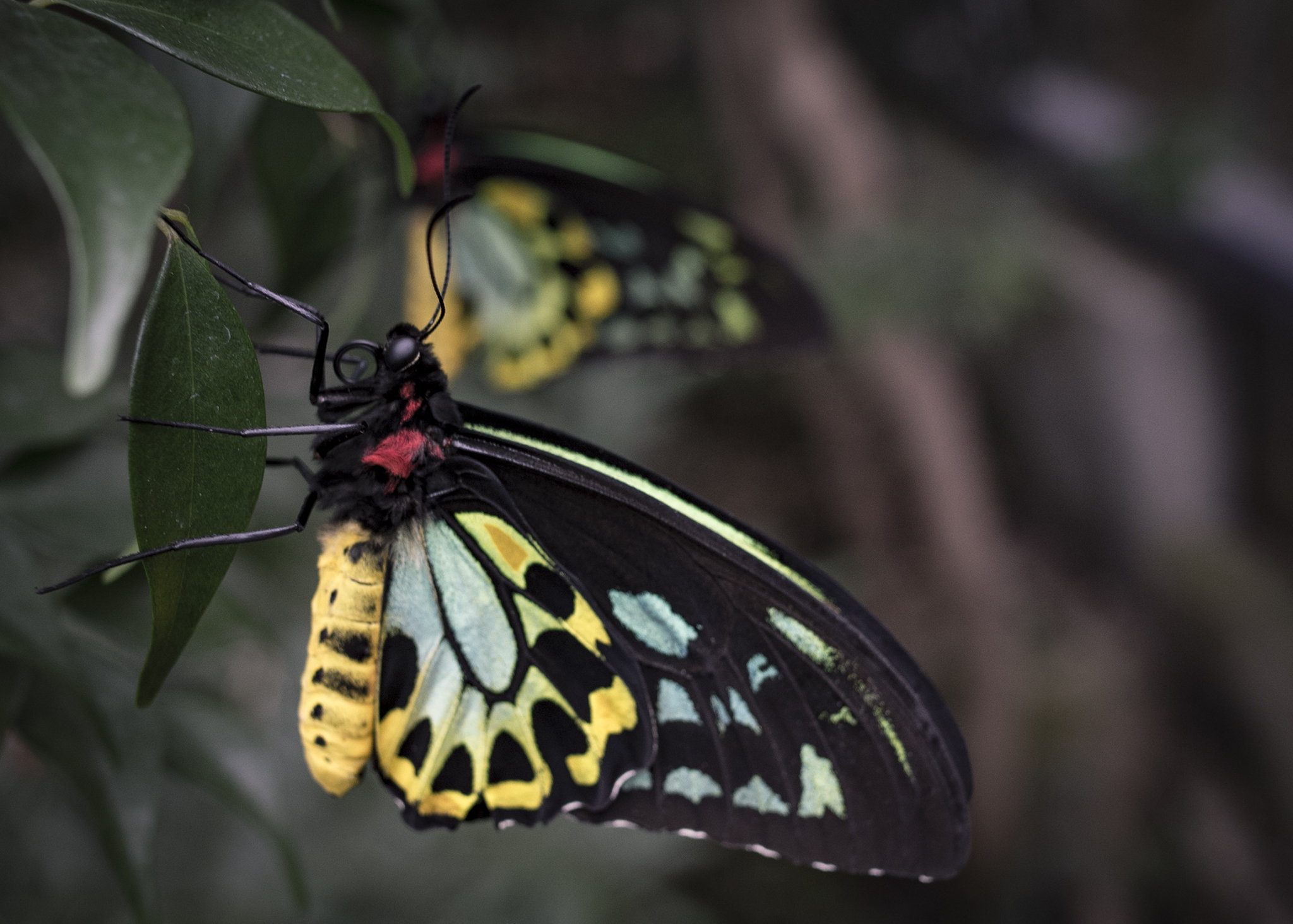 Melbourne zoo, always a nice idle amble A Little Art