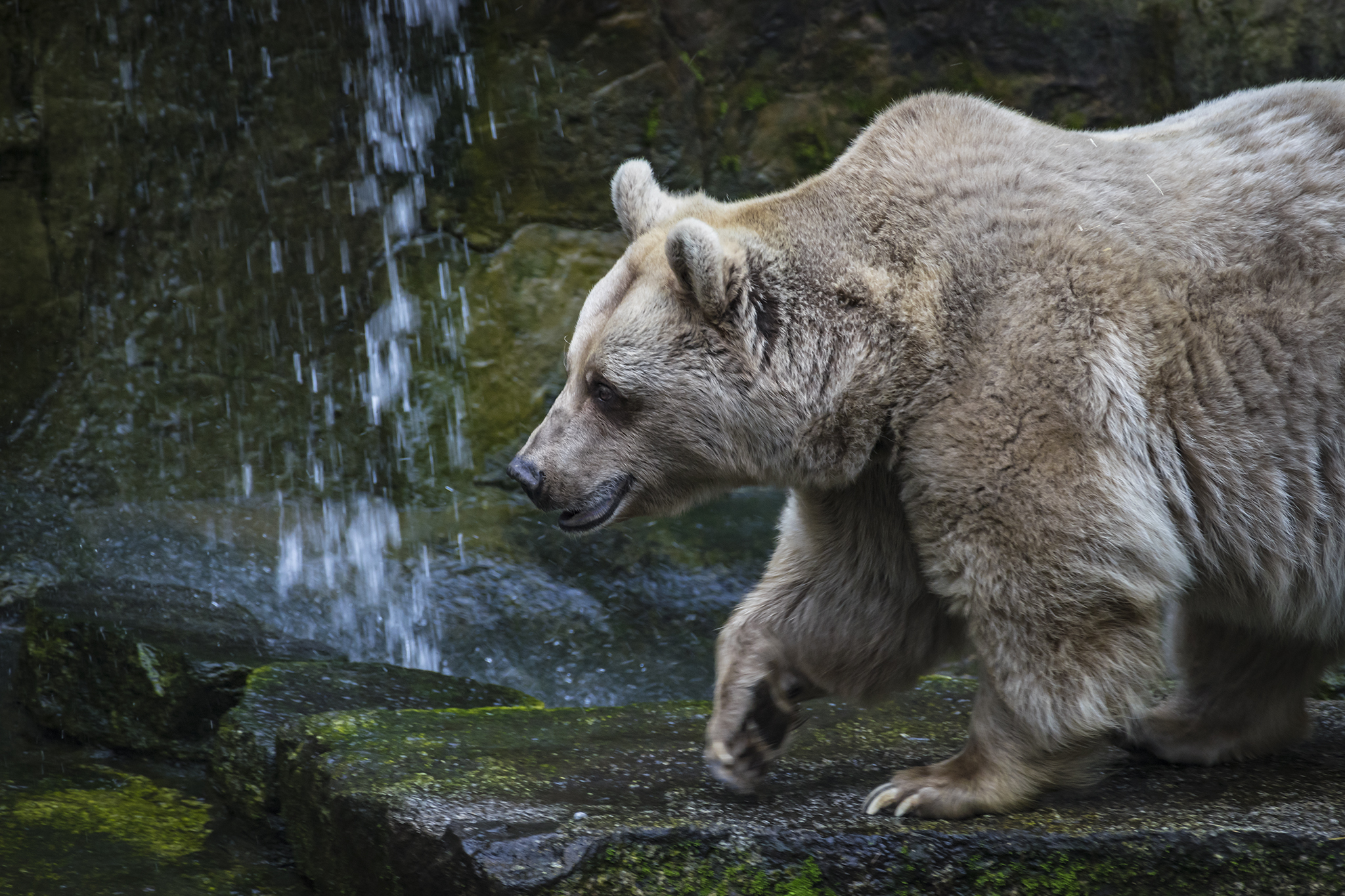 Melbourne zoo, always a nice idle amble A Little Art