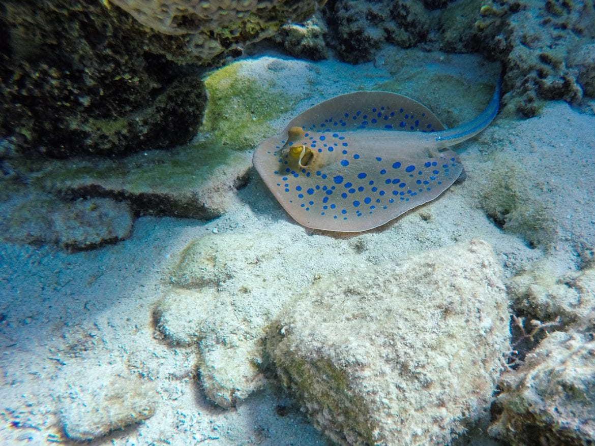 Dahab Diving The Ultimate Scuba Guide (by a local) A Little Nomad