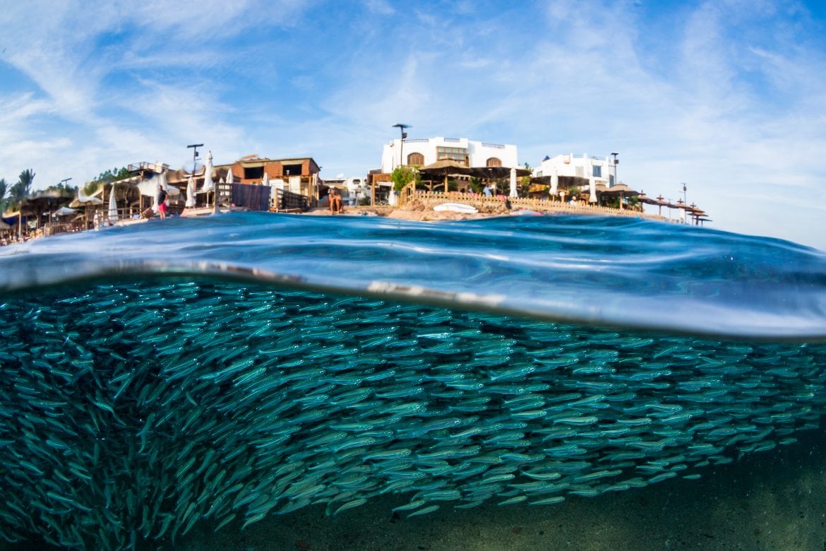 Dahab Diving The Ultimate Scuba Guide (by a local) • A Little Nomad