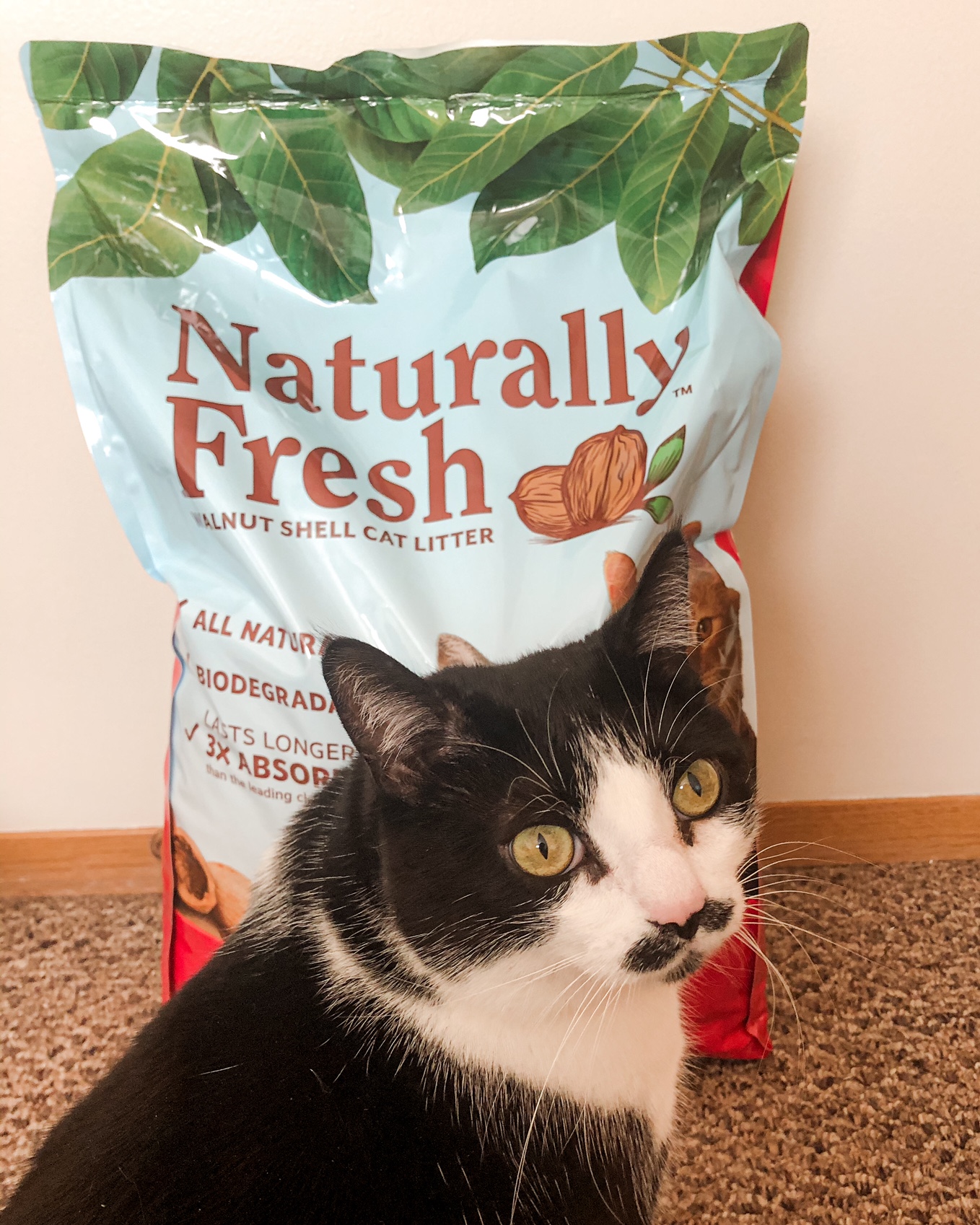 How to have a Zero Waste Cat A little Rose Dust