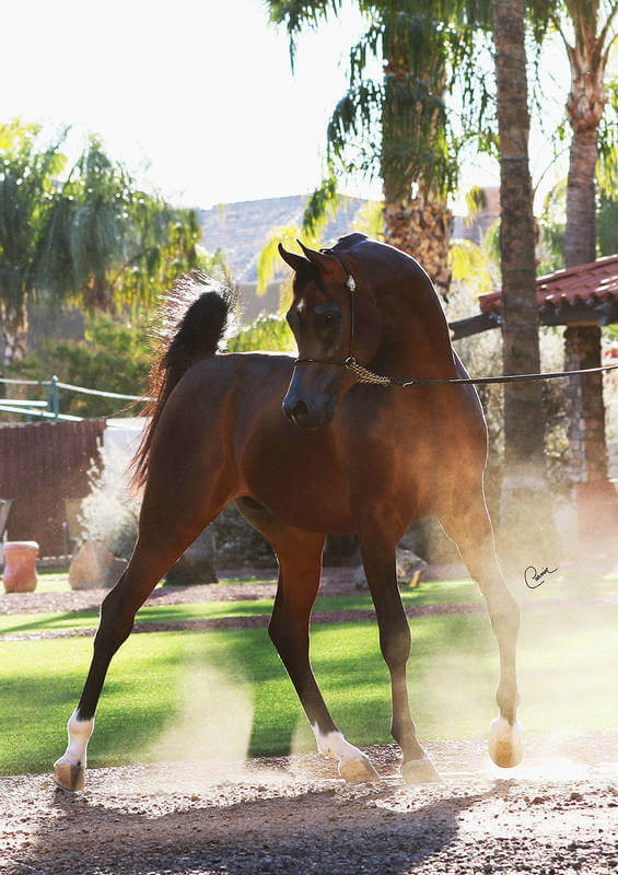 Conquest BR Al Jood Stud