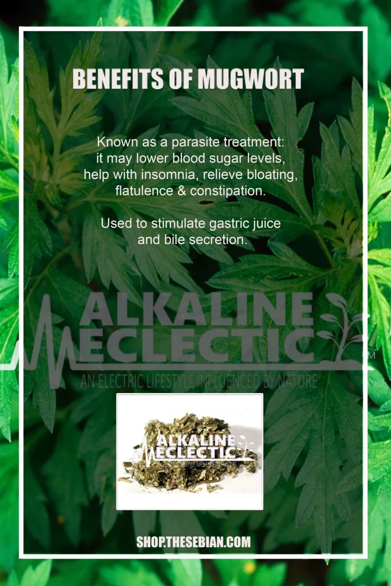 Mugwort Mugwort Tea Organic Bio Herbs for Digestive System