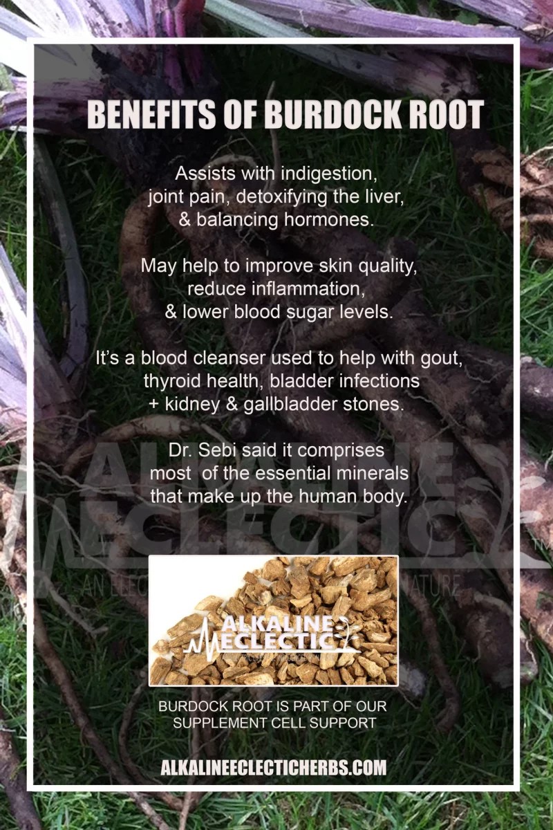 Burdock Root Pure Natural Blood Cleanser Herbs