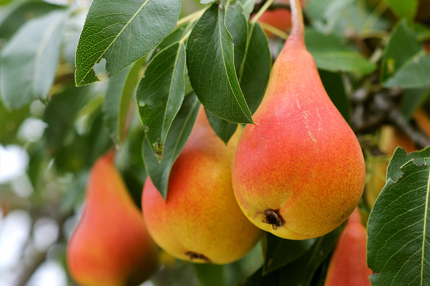 7 Awesome Things About Pears That Explain Why You Should Eat Them