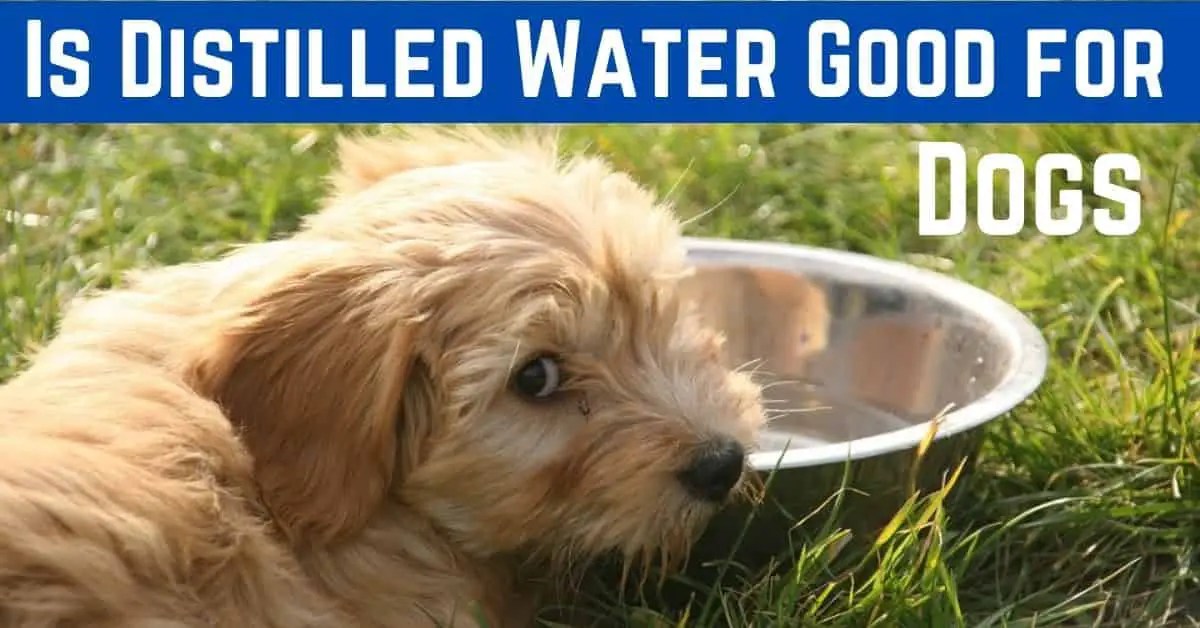 Is Distilled Water Good for Dogs? 7 Types of water can make dogs sick.