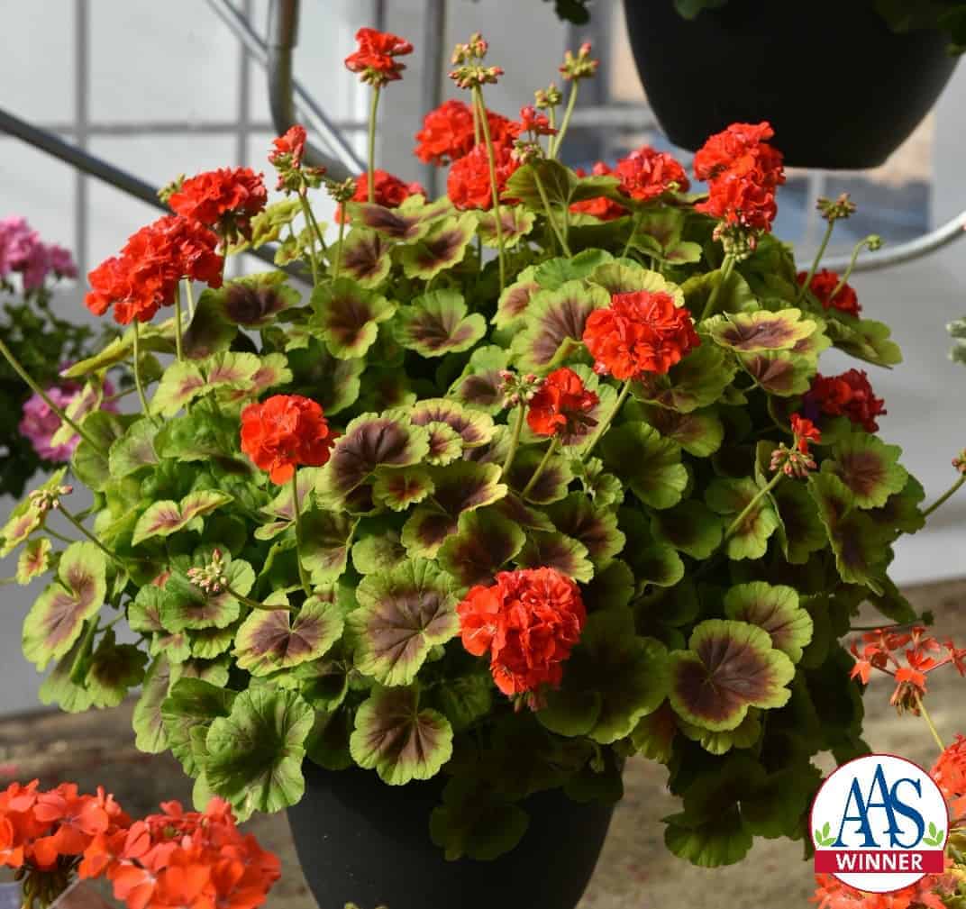 Geranium Brocade Fire AllAmerica Selections